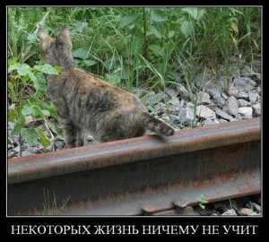 Некоторых жизнь ничему не учит