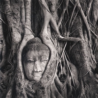 Корни баньяна Корни баньяна