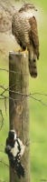 Коршун