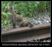 Некоторых жизнь ничему не учит