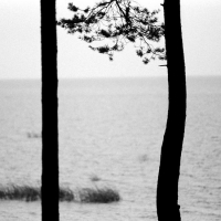 Два дерева Два дерева