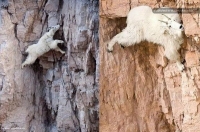 Коза на горе как рыба в воде Коза на горе как рыба в воде